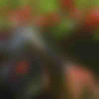 Forbici per alberi | TREESNIP